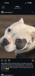 Lost Female Dog last seen West 186th st Westfield , Westfield, IN 46074