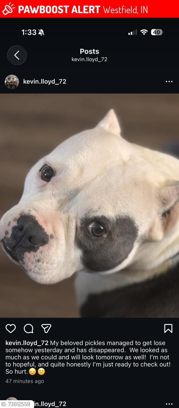 Lost Female Dog last seen West 186th st Westfield , Westfield, IN 46074