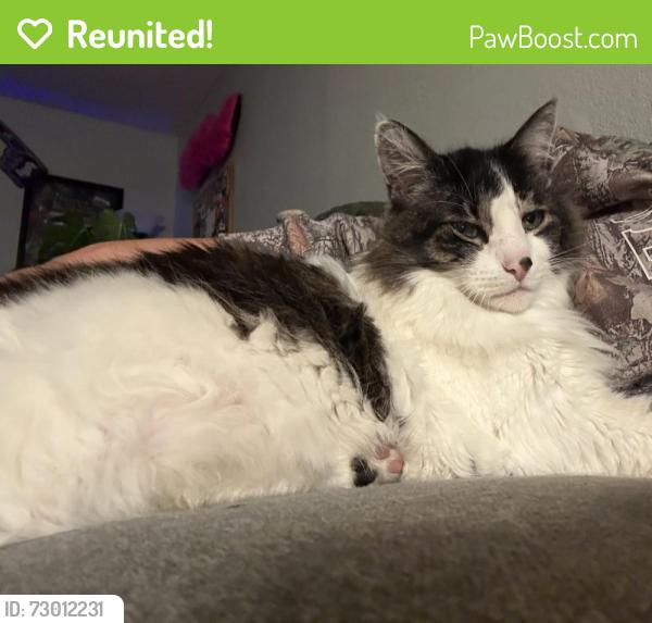 Reunited Male Cat last seen 53rd and V St, Sacramento, CA 95817
