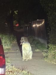 Found/Stray Unknown Dog last seen Fairfield St and Redwood Ave, Sacramento, CA 95815
