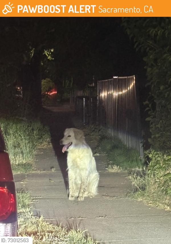 Found/Stray Unknown Dog last seen Fairfield St and Redwood Ave, Sacramento, CA 95815