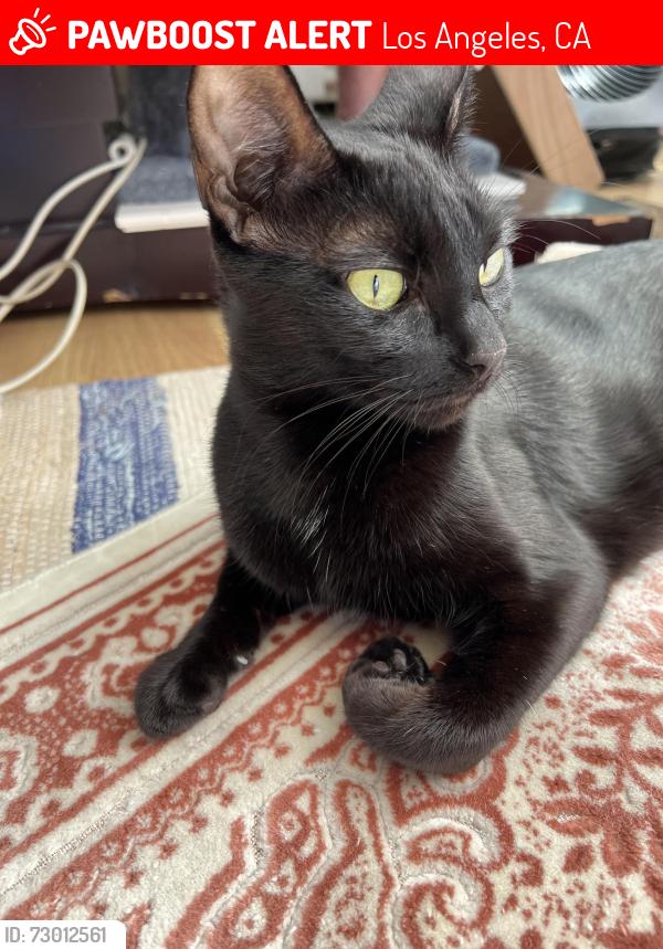 Lost Female Cat last seen L, Los Angeles, CA 90744