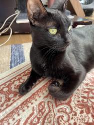 Lost Female Cat last seen L, Los Angeles, CA 90744