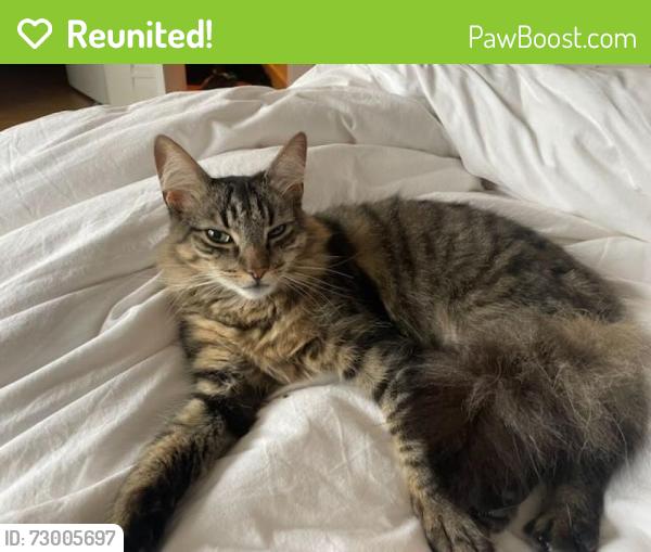 Reunited Male Cat last seen 12h and Anza, San Francisco, CA 94118