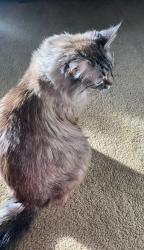 Lost Female Cat last seen Burtch and Springfield, Kelowna, BC V1Y 8H7