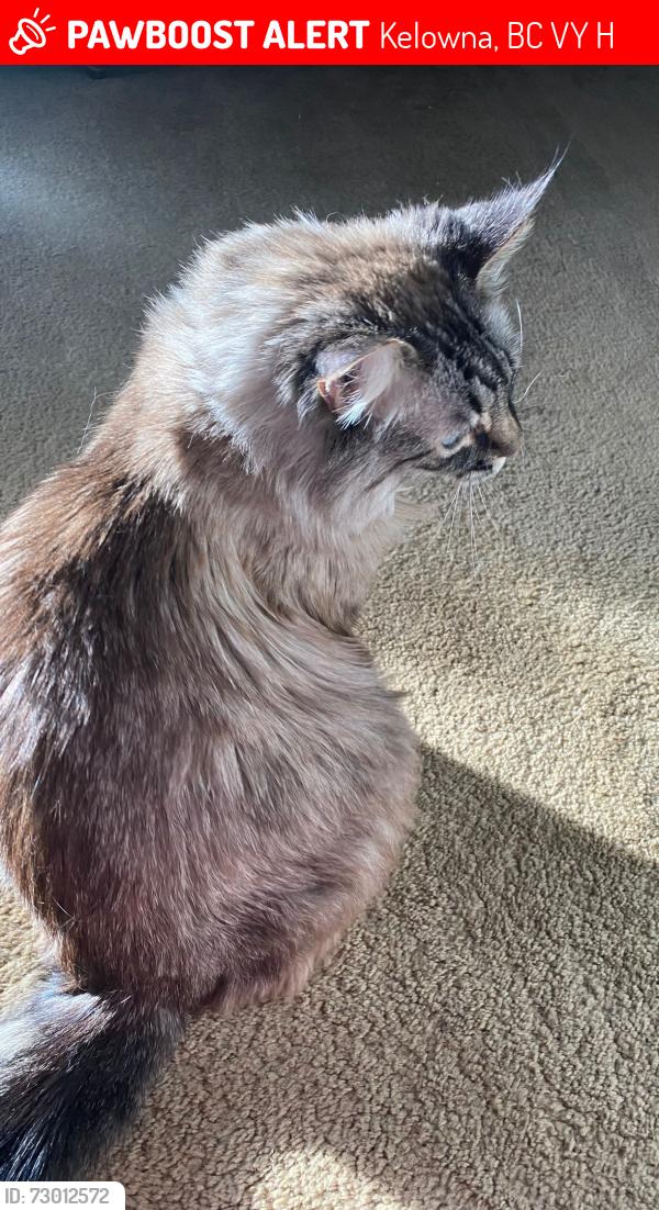 Lost Female Cat last seen Burtch and Springfield, Kelowna, BC V1Y 8H7