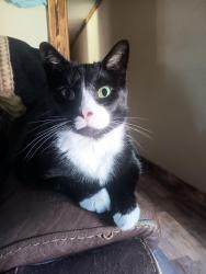 Reunited Male Cat last seen Cr 218, Middleburg, FL 32068