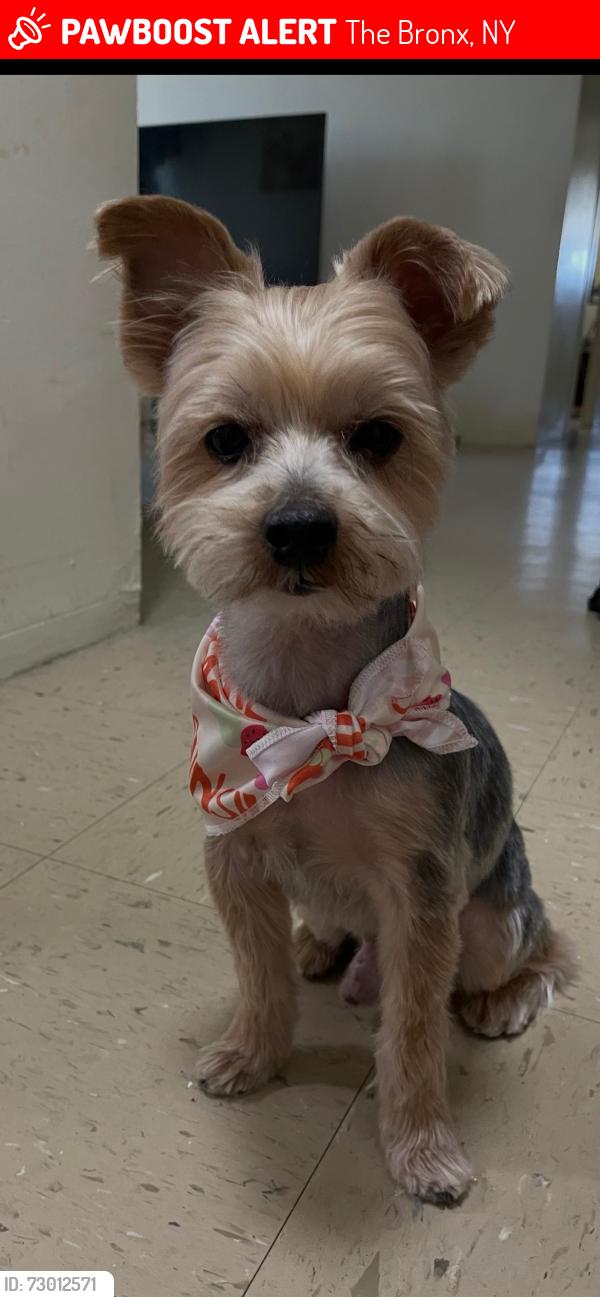 Lost Male Dog last seen 219th and Barnes Ave, The Bronx, NY 10467