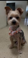 Lost Male Dog last seen 219th and Barnes Ave, The Bronx, NY 10467