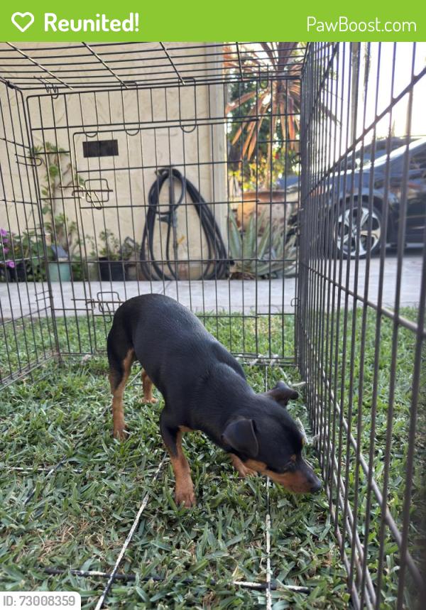 Reunited Male Dog last seen Santa Ana police department, Santa Ana, CA 92701