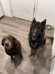 Reunited Male Dog last seen End of meridian rd ne, Olympia, WA 98516