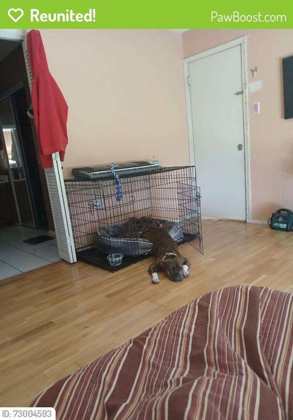 Reunited Female Dog last seen Santa maria dr marrero la , Marrero, LA 70072