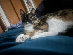 Lost Female Cat last seen United States penitentiary, Leavenworth, KS 66048
