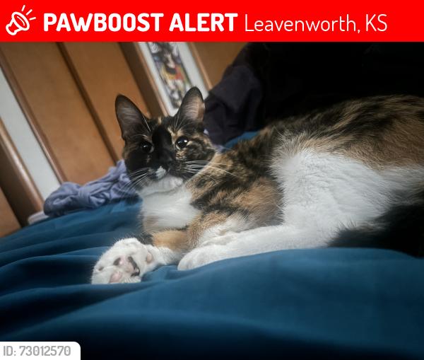 Lost Female Cat last seen United States penitentiary, Leavenworth, KS 66048