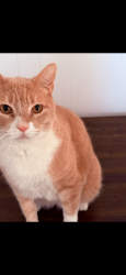 Lost Male Cat last seen Westwood rd, north Smithfield RI, North Smithfield, RI 02896
