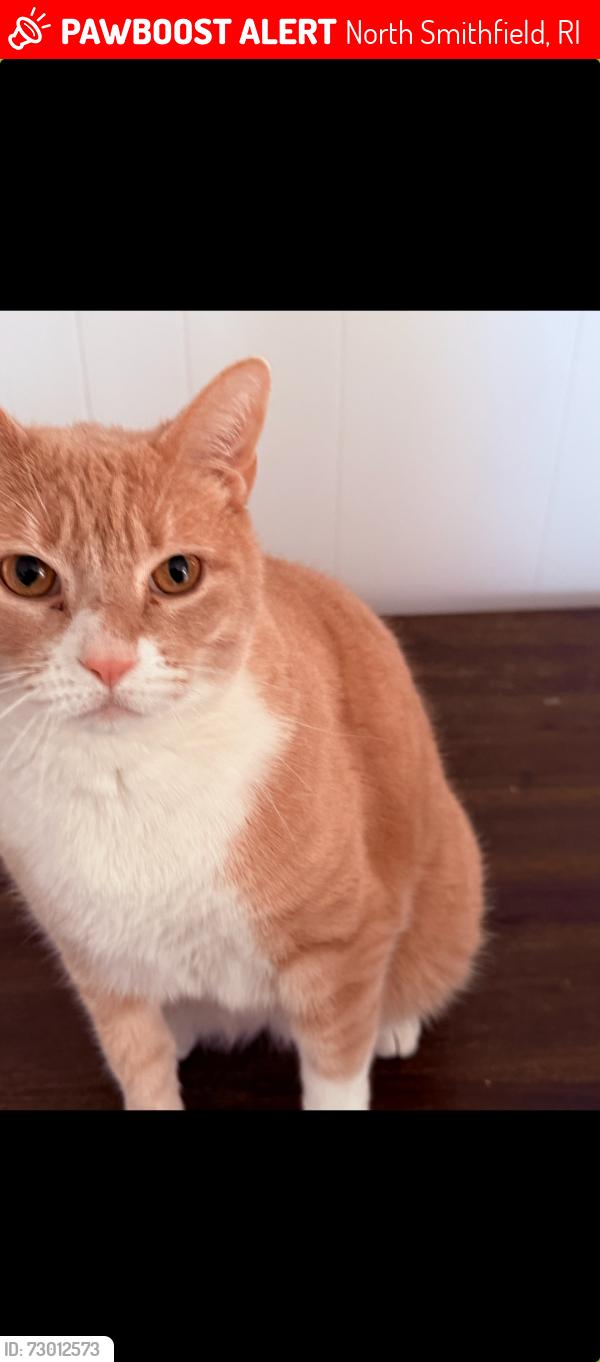 Lost Male Cat last seen Westwood rd, north Smithfield RI, North Smithfield, RI 02896