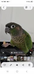 Lost Unknown Bird last seen Oakland Park Blvd and 30th av, Oakland Park, FL 33311