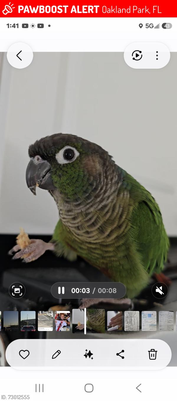 Lost Unknown Bird last seen Oakland Park Blvd and 30th av, Oakland Park, FL 33311