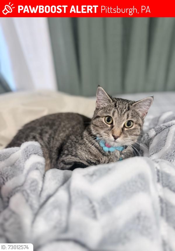 Lost Female Cat last seen Near Tole Street, Pittsburgh, PA 15216, Pittsburgh, PA 15216