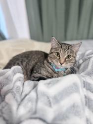 Lost Female Cat last seen Near Tole Street, Pittsburgh, PA 15216, Pittsburgh, PA 15216