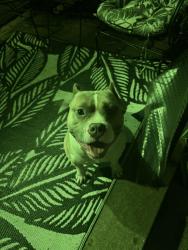 Found/Stray Male Dog last seen Stoner, Peerless, Slosson, Akron, OH 44320