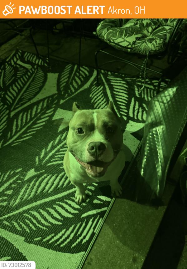 Found/Stray Male Dog last seen Stoner, Peerless, Slosson, Akron, OH 44320