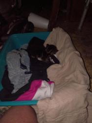 Lost Female Cat last seen Pinelake Drive, Ninety Six, SC 29666