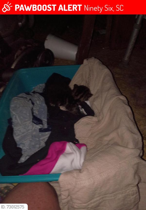 Lost Female Cat last seen Pinelake Drive, Ninety Six, SC 29666