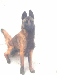 Lost Male Dog last seen Av el rosario, Tequisistlán, Méx. 56020
