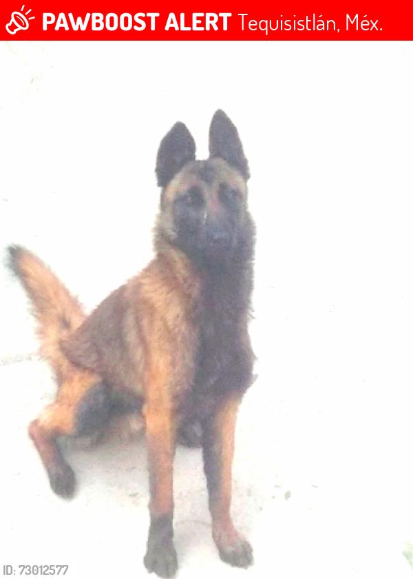 Lost Male Dog last seen Av el rosario, Tequisistlán, Méx. 56020