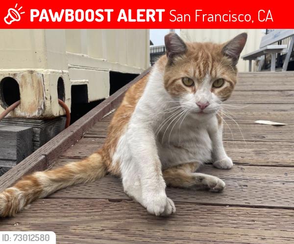 Lost Male Cat last seen Sickles Ave & Mission St, San Francisco, CA 94112