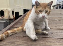 Lost Male Cat last seen Sickles Ave & Mission St, San Francisco, CA 94112