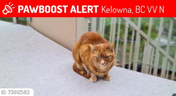 Lost Male Cat last seen Near wizard court, Kelowna, BC V1V 1N2