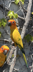 Lost Male Bird last seen Near Palm St , Bellflower, CA 90706