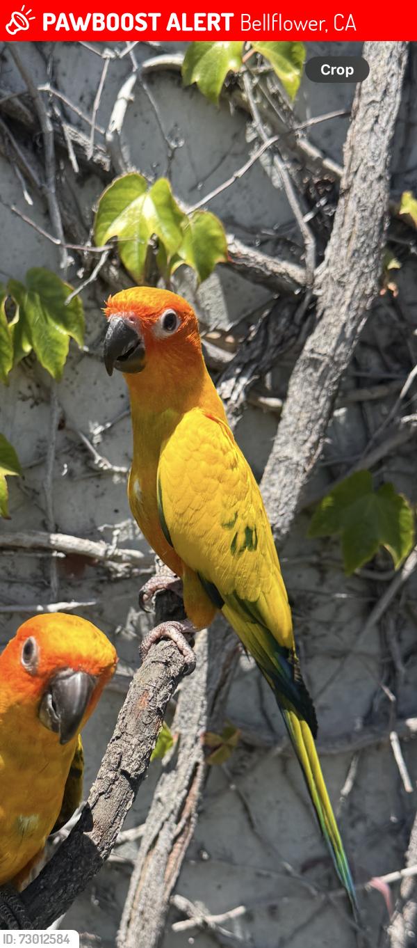 Lost Male Bird last seen Near Palm St , Bellflower, CA 90706