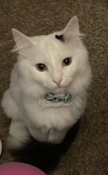 Lost Male Cat last seen Fairway Acres, Newton, NC 28658