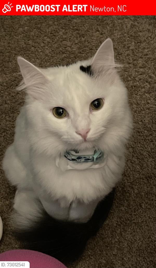 Lost Male Cat last seen Fairway Acres, Newton, NC 28658