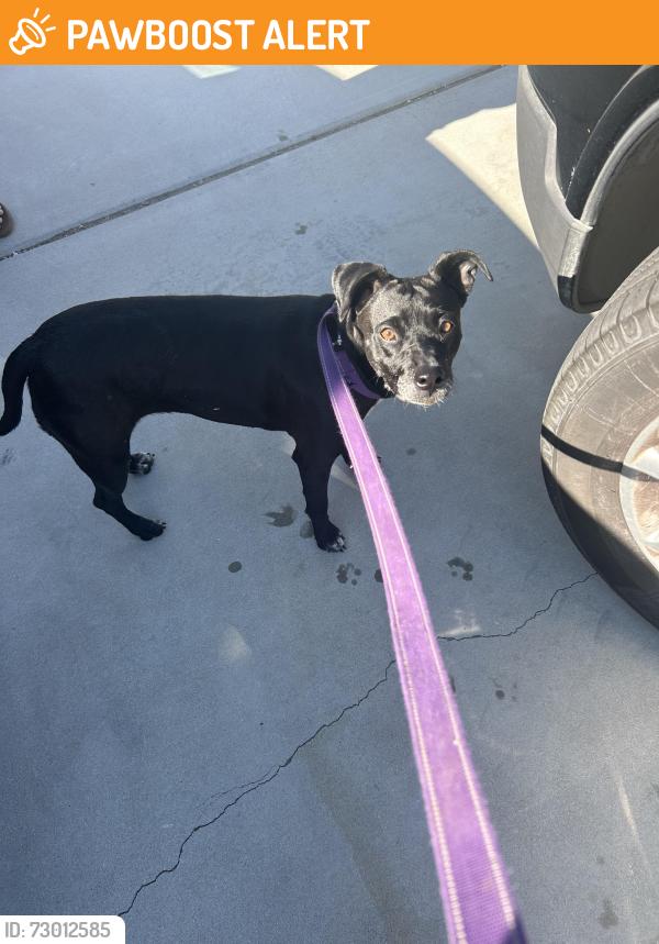 Surrendered Female Dog last seen Hacienda ave by Azure Palm resort, Desert Hot Springs, CA 92240