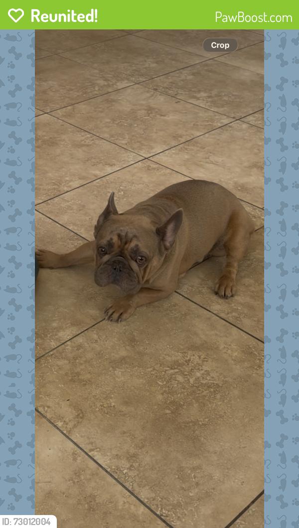 Reunited Male Dog last seen townsendia ave, Moreno Valley, CA 92557
