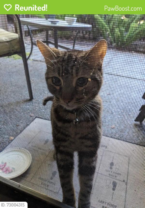 Reunited Unknown Cat last seen Wright Avenue and N. Shoreline Blvd, Mountain View, CA 94043