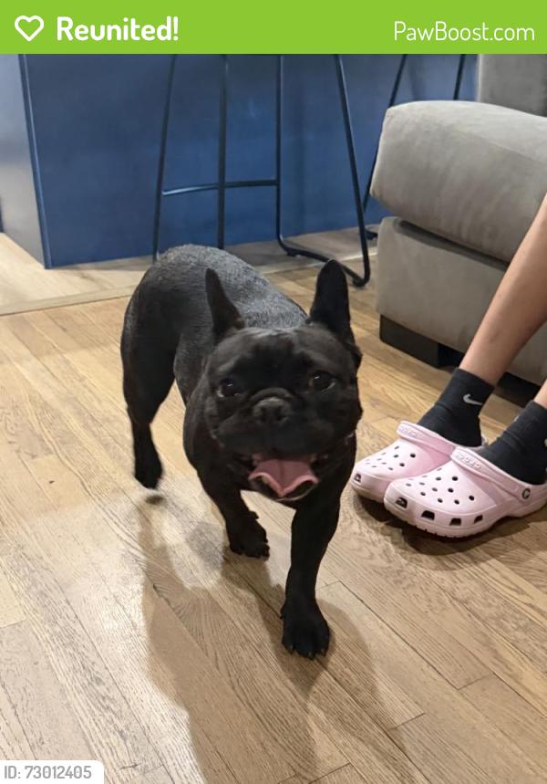 Reunited Female Dog last seen E El Morado CT & Berlyn ave , Ontario, CA 91764