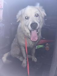 Found/Stray Unknown Dog last seen Spring Green/ Katy-Flewellen, Katy, TX 77494