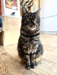 Lost Male Cat last seen Taylor Hill Animal Centre, Lockwood, West Yorkshire, England HD4 6LE