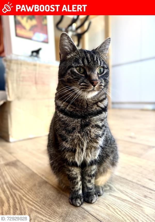 Lost Male Cat last seen Taylor Hill Animal Centre, Lockwood, West Yorkshire, England HD4 6LE