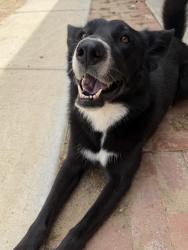 Reunited Female Dog last seen Hackberry, I ave, Peach area, Hesperia, CA 92345