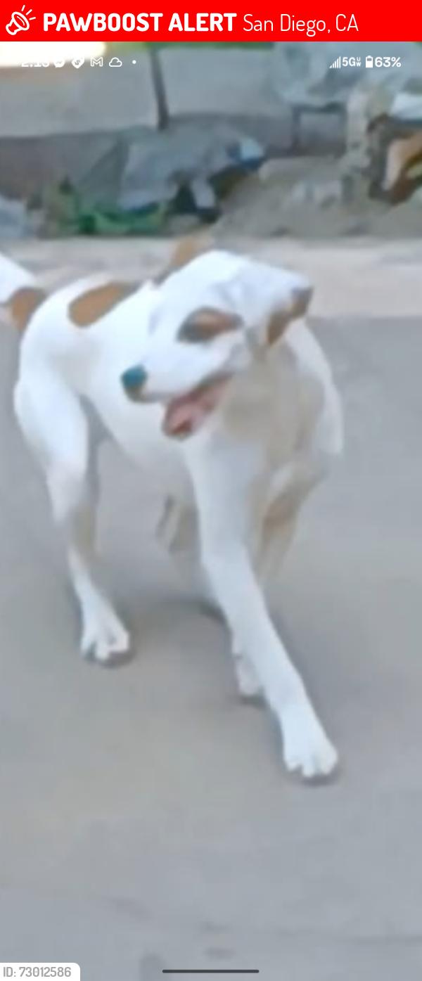 Lost Male Dog last seen Near on federal blvd next to pet supply store by mariscos food truck , San Diego, CA 92102