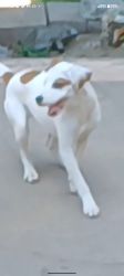 Lost Male Dog last seen Near on federal blvd next to pet supply store by mariscos food truck , San Diego, CA 92102