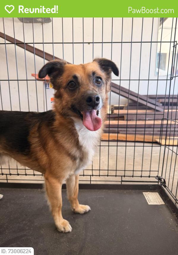 Reunited Male Dog last seen Park Ave and N Cornell St, Hemet, CA 92544