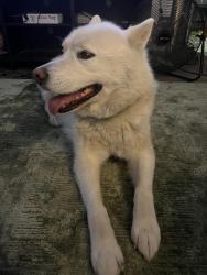 Reunited Male Dog last seen Madison at Rivers Edge, Auburn, WA 98002
