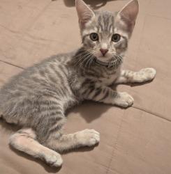 Found/Stray Male Cat last seen Ave 50 Coachella , Coachella, CA 92236